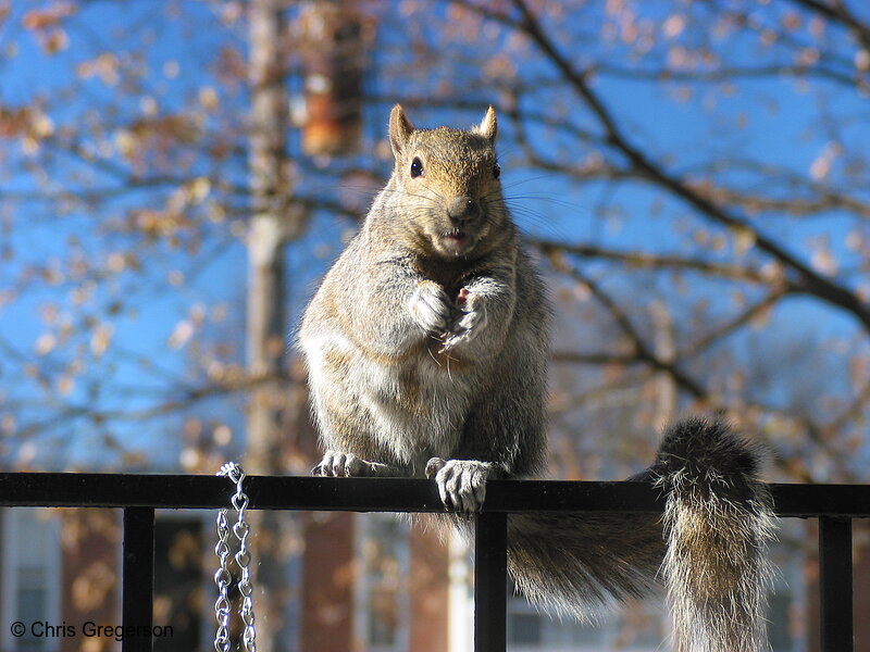 Photo of Brownie the Squirrel Sitting on Railing(2527)