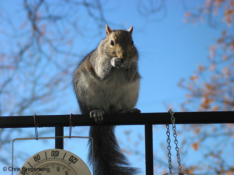 Photo of Squirrel Sitting and Eating on Railing(2529)