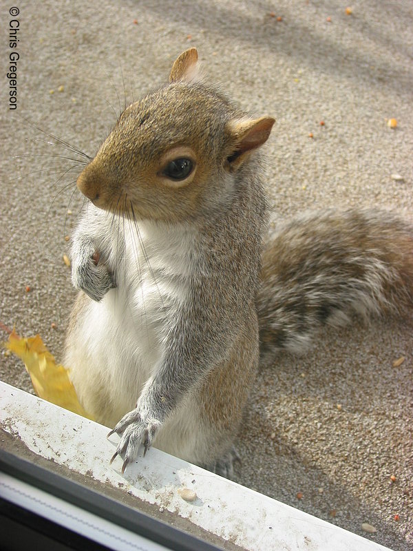 Photo of Standing Squirrel(2532)