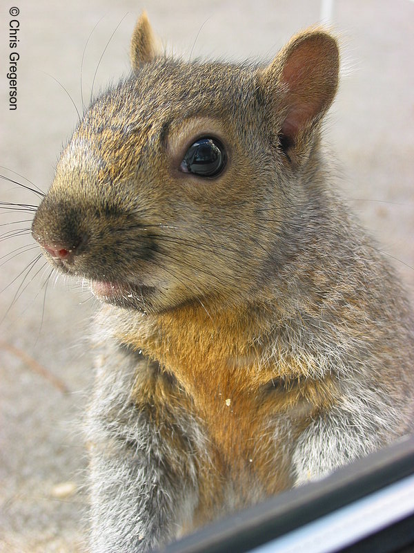 Photo of Portrait of Brownie the Squirrel(2533)