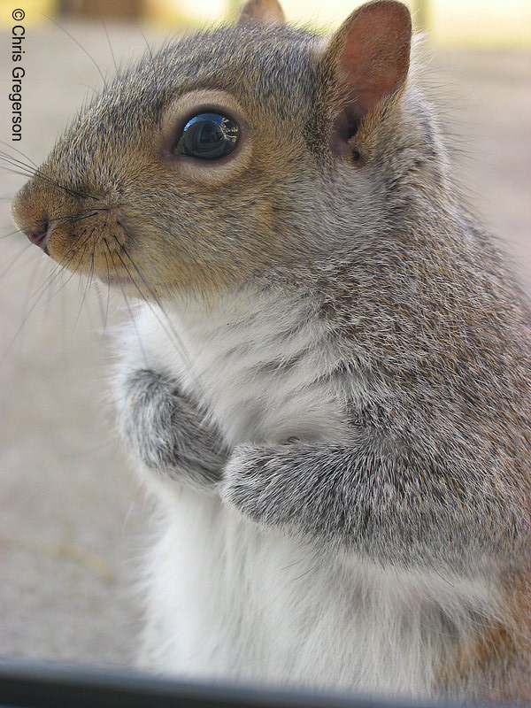 Photo of Portrait of Squirrel Standing Upright(2534)