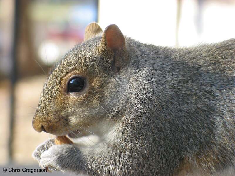 Photo of Squirrel Eating an Almond(2535)
