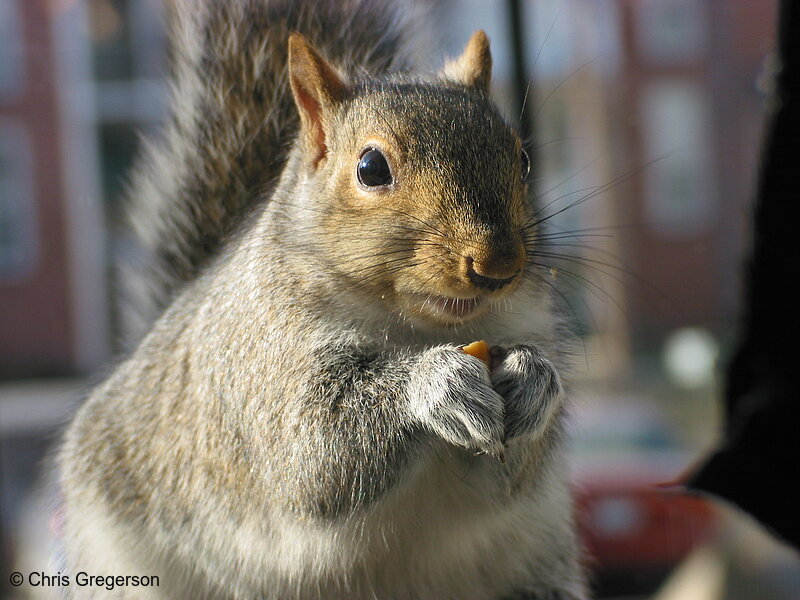 Photo of Squirrel Eating with his Paws(2536)