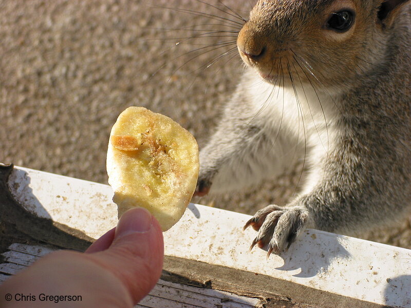 Photo of Feeding a Squirrel a Banana Chip(2544)