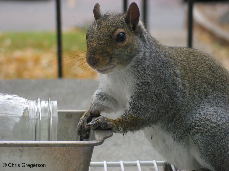 Photo of Portrait of Squirrel at Feeder(2550)