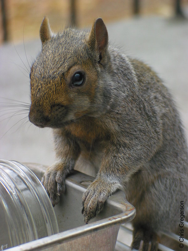 Photo of Squirrel at Feeder(2552)