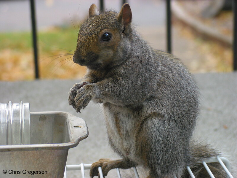 Photo of Brownie the Squirrel Standing at Feeder(2554)