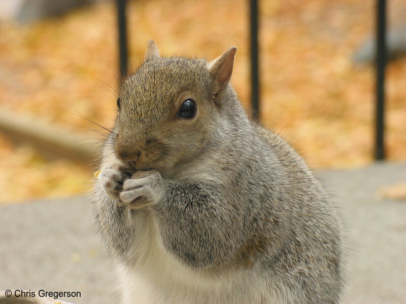 Photo of Feeding Squirrel(2558)