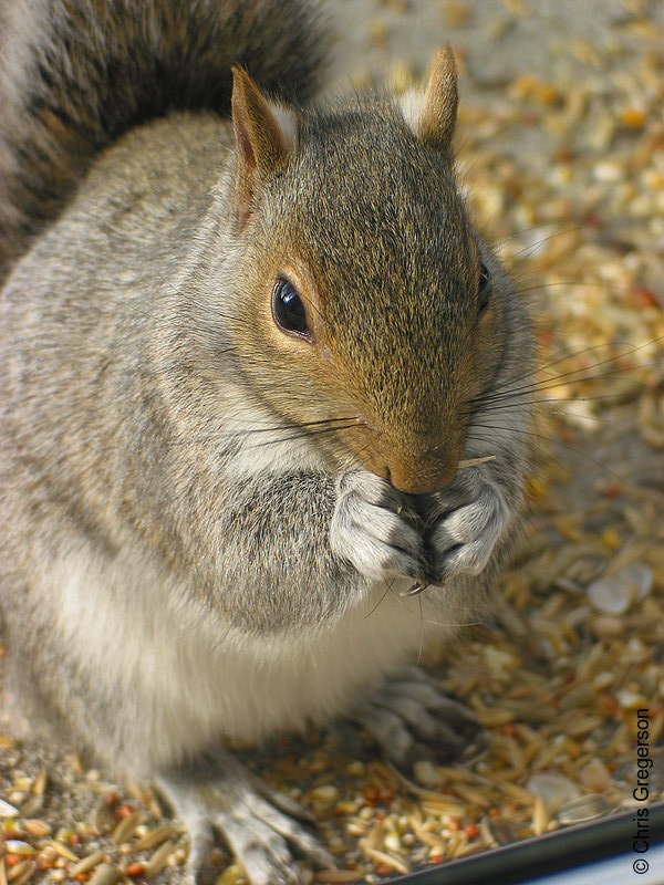 Photo of Squirrel Feeding(2564)