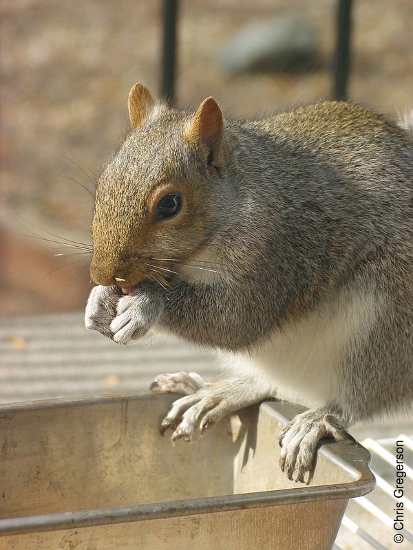 Photo of Squirrel Perched and Feeding(2565)