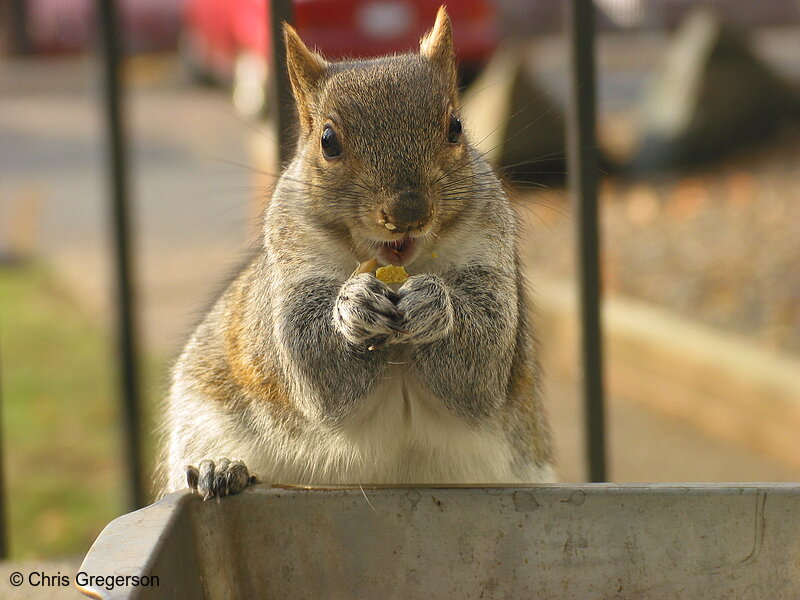 Photo of Messy Squirrel Chewing(2568)