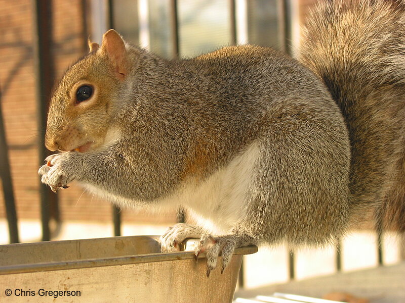 Photo of Squirrel Perching on Feeder(2570)