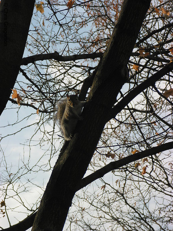Photo of Squirrel on a Tree(2573)