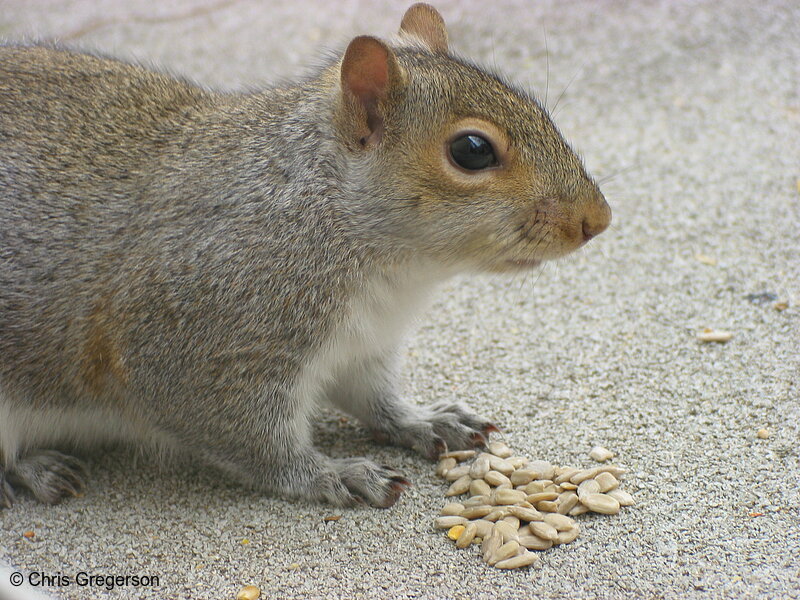 Photo of Squirrel with Sunflower Seeds(2574)