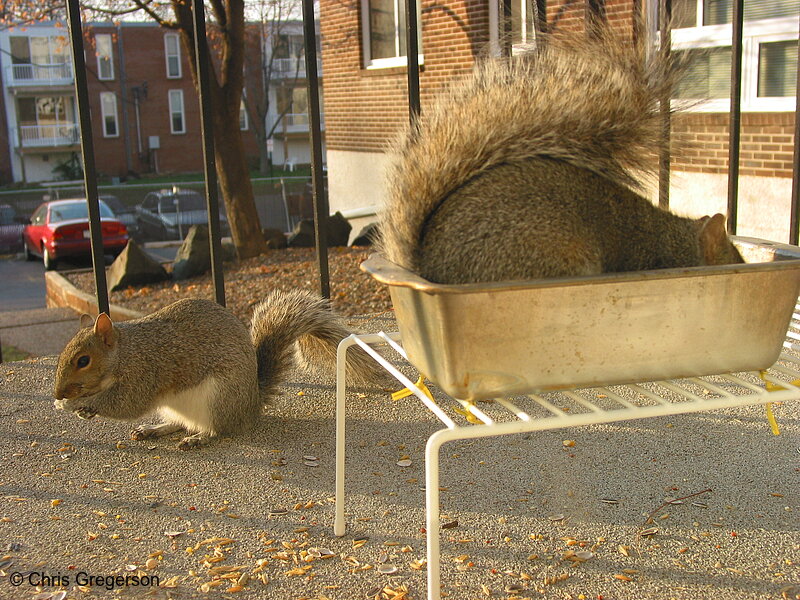 Photo of Two Squirrels Eating on Patio(2576)
