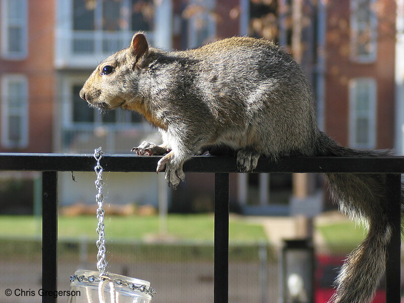 Photo of Brownie the Squirrel on Railing(2579)