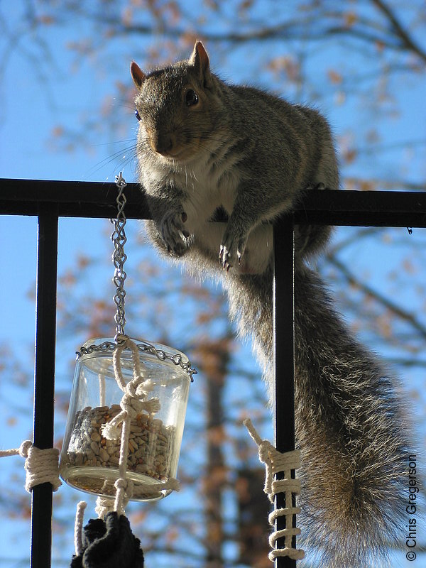 Photo of Perched Squirrel(2584)