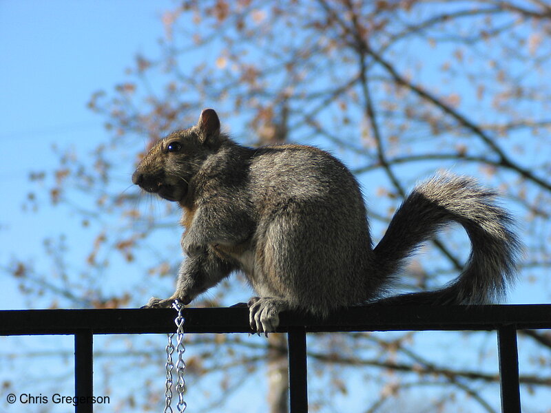 Photo of Profile of Brownie on Railing(2588)