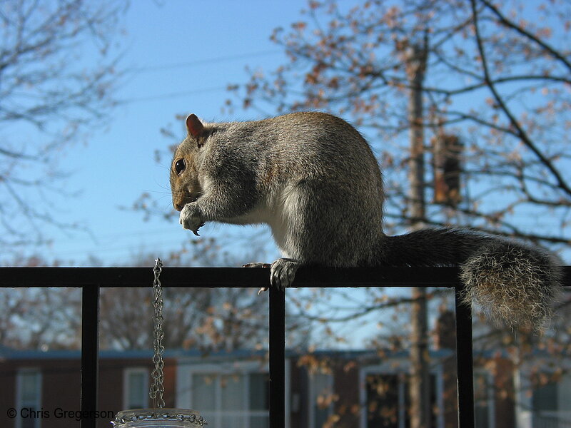 Photo of Squirrel Eating on Railing(2589)