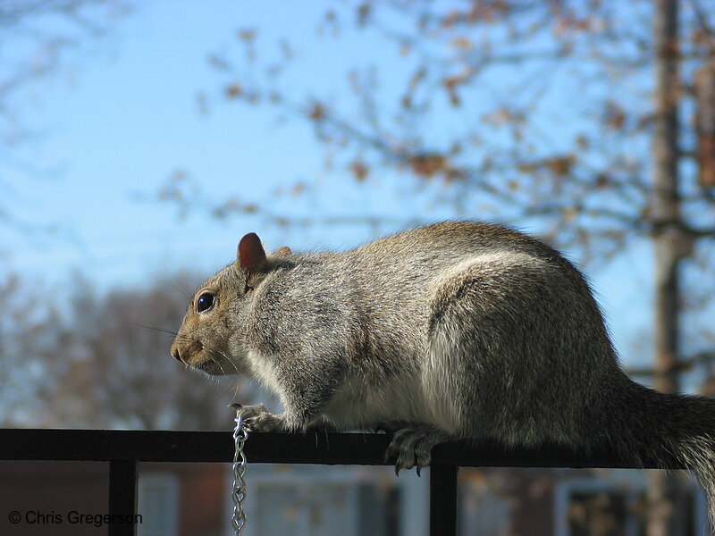 Photo of Squirrel in Concentration(2590)