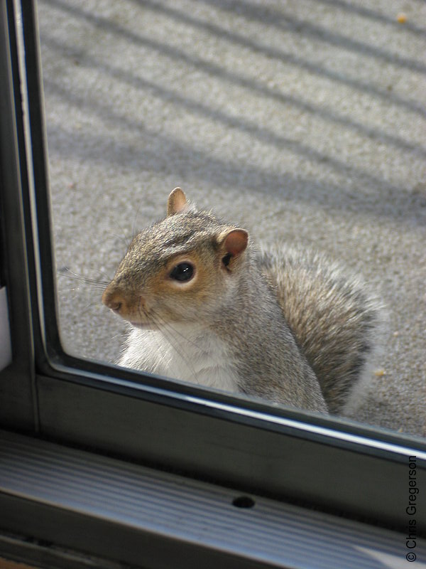 Photo of Squirrel at the Door(2594)