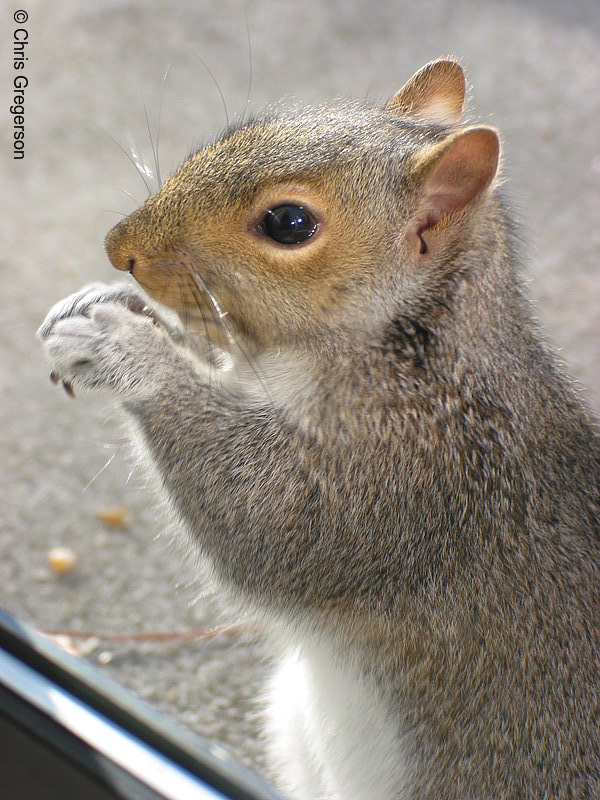 Photo of Squirrel Eating(2595)