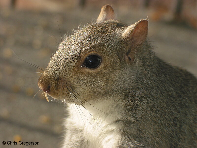 Photo of Headshot of Stuart the Squirrel(2597)