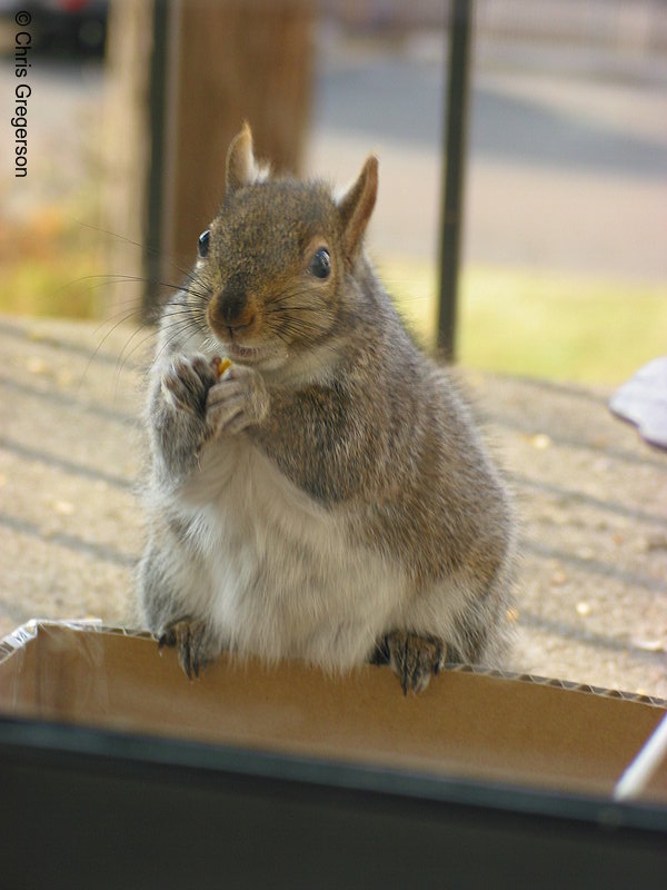Photo of Patches the Squirrel(2601)