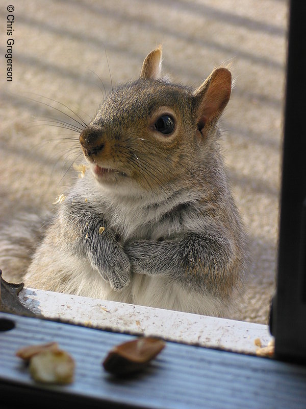 Photo of Patches the Squirrel(2602)