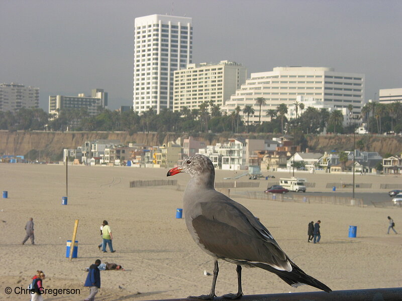 Photo of Santa Monica Beach and Seagull(2625)