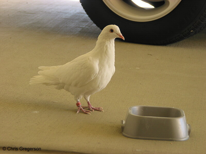 Photo of White Dove(2651)