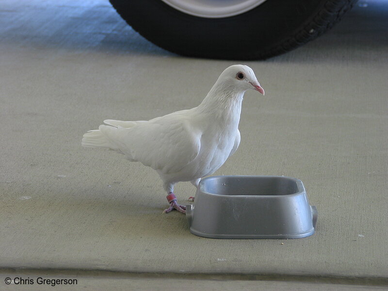 Photo of White Dove Standing at Food Dish(2652)