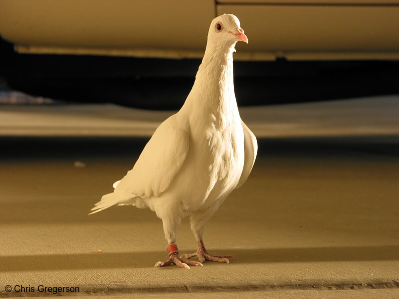 Photo of White Dove in Sunlight(2653)