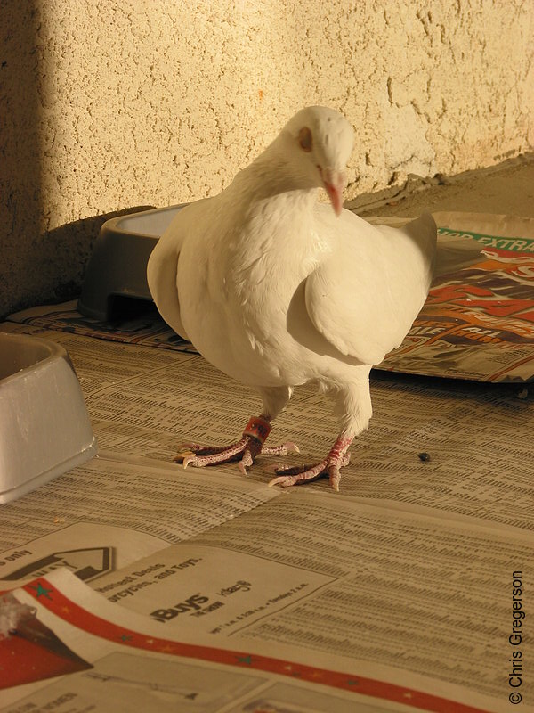 Photo of White Dove(2654)