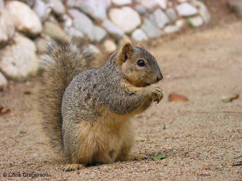 Photo of Eastern Fox Squirrel(2661)