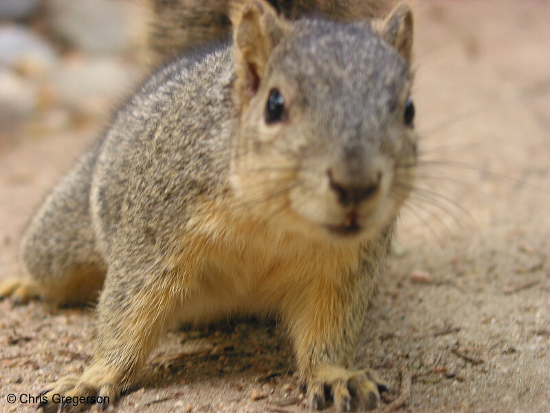 Photo of Fox Squirrel Inspecting Camera(2663)