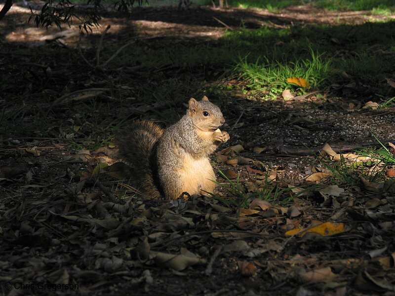 Photo of Fox Squirrel in a Sunbeam(2665)