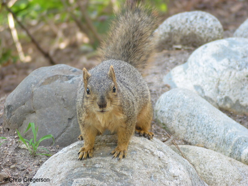 Photo of LA Squirrel Wanting More(2666)