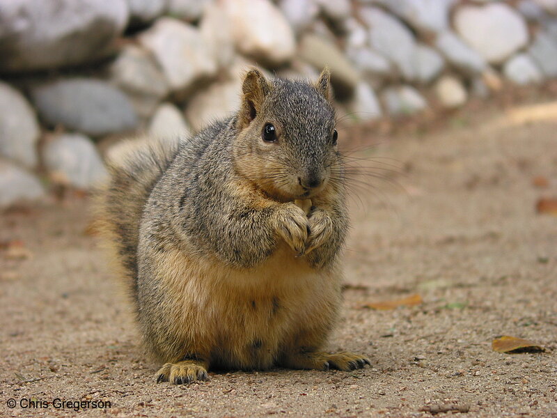 Photo of LA Squirrel(2667)