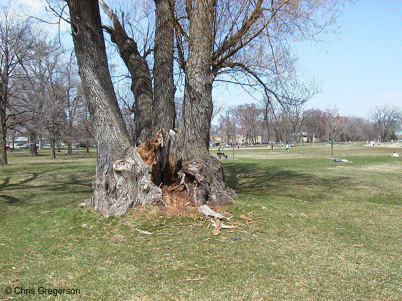 Photo of Large Tree by Lake Calhoun(268)