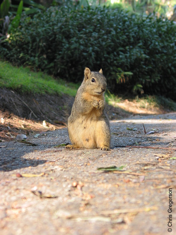 Photo of Fox Squirrel(2681)