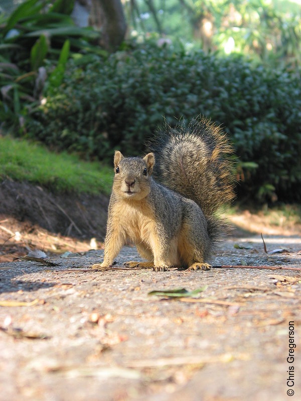 Photo of Fox Squirrel at UCLA(2682)