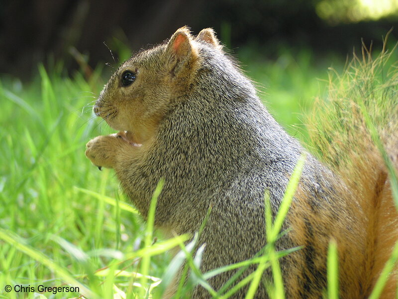 Photo of Squirrel in the Grass(2685)