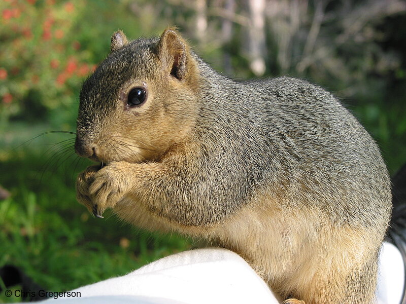Photo of Fox Squirrel Close-Up(2686)