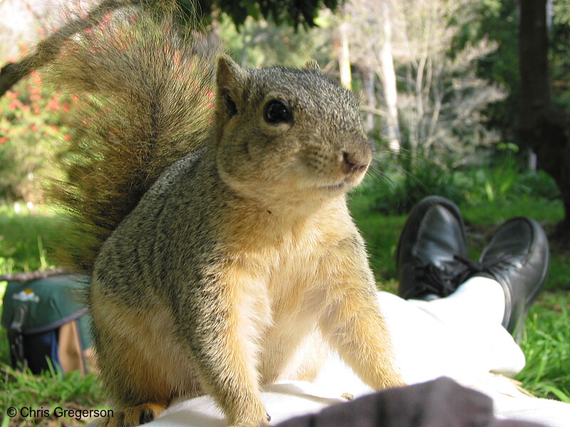 Photo of Squirrel Sitting on my Hip(2689)