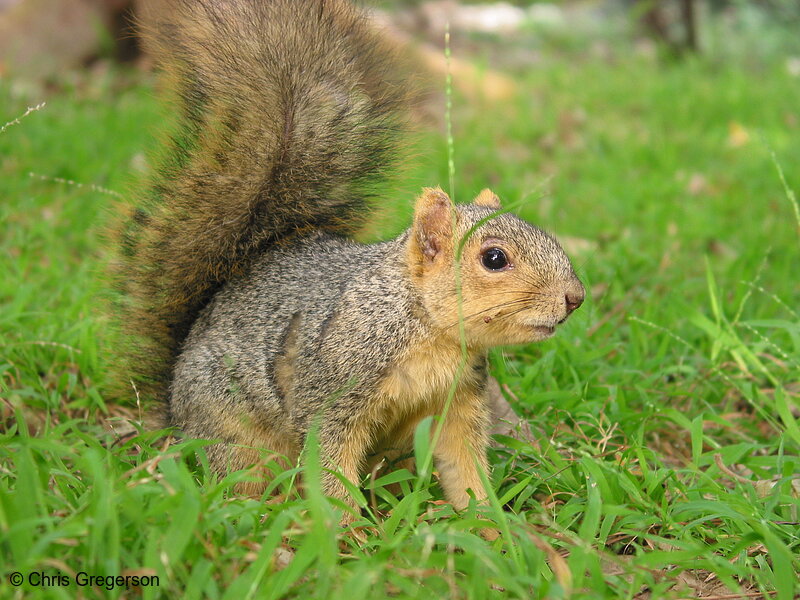 Photo of Alert Fox Squirrel(2693)