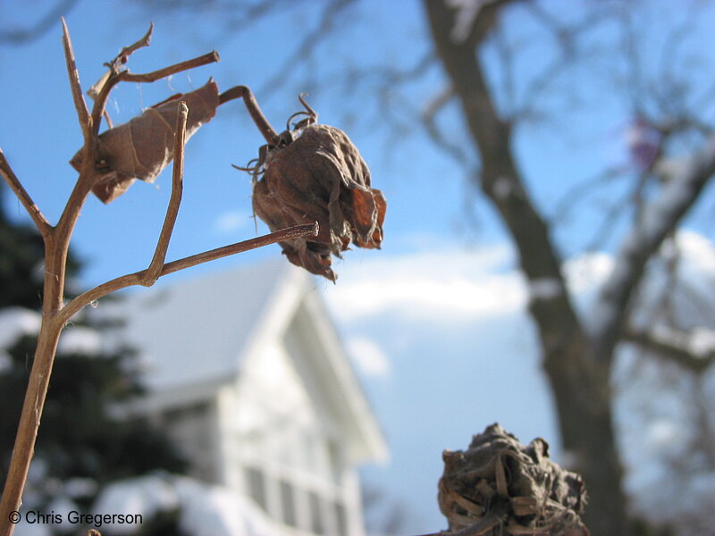 Photo of Dried Flower in Winter(2703)