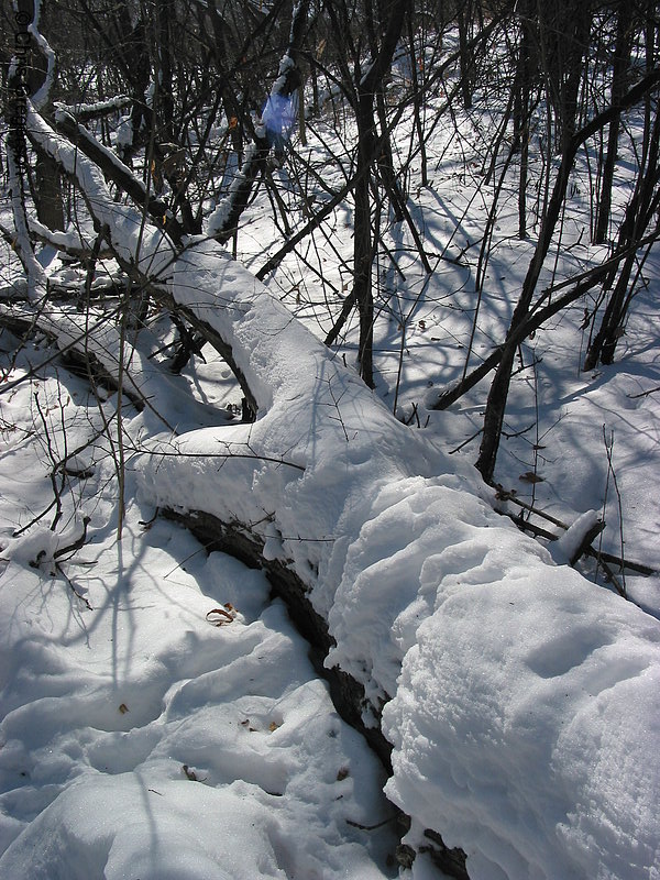 Photo of Fallen Tree Covered with Snow(2725)