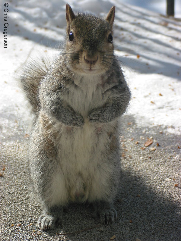 Photo of Standing Squirrel(2735)
