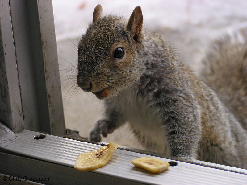Photo of Squirrel Taking an Almond(2738)